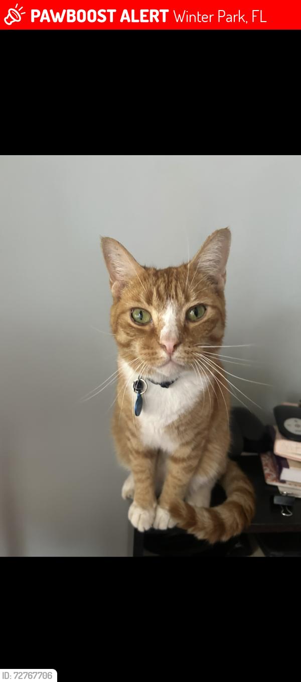Lost Male Cat last seen Corner of Howell branch and semoran blvd ., Winter Park, FL 32792