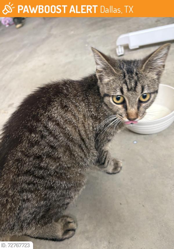 Found/Stray Male Cat last seen grge , Dallas, TX 75212