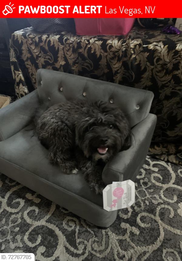 Lost Male Dog last seen Lamb / Alexander , Las Vegas, NV 89115