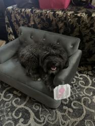 Lost Male Dog last seen Lamb / Alexander , Las Vegas, NV 89115