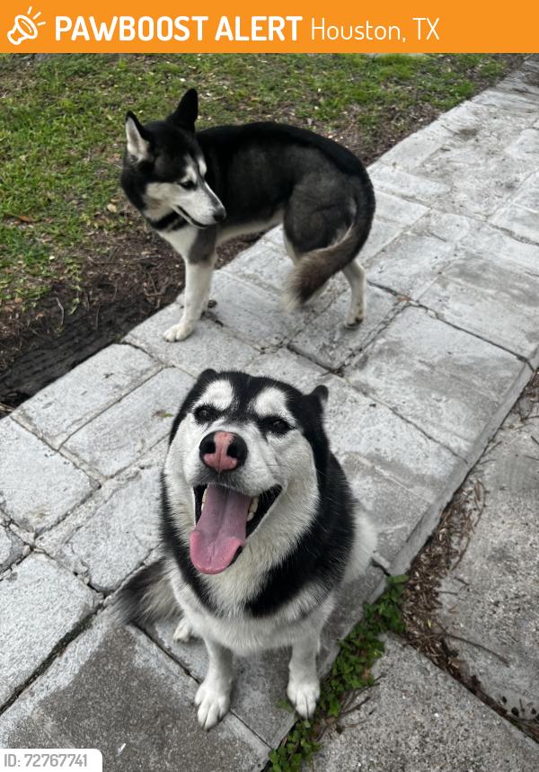 Found/Stray Unknown Dog last seen Beechnut and bissonnet, Houston, TX 77074