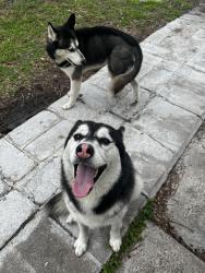 Found/Stray Unknown Dog last seen Beechnut and bissonnet, Houston, TX 77074