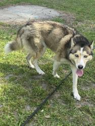 Found/Stray Female Dog last seen Socastee blvd , Socastee, SC 29588