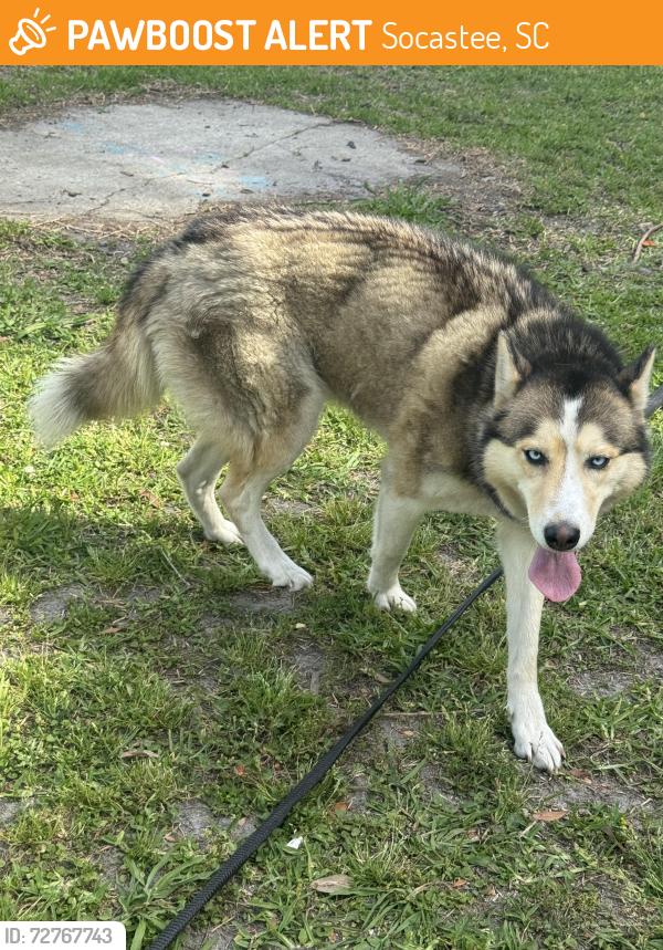Found/Stray Female Dog last seen Socastee blvd , Socastee, SC 29588