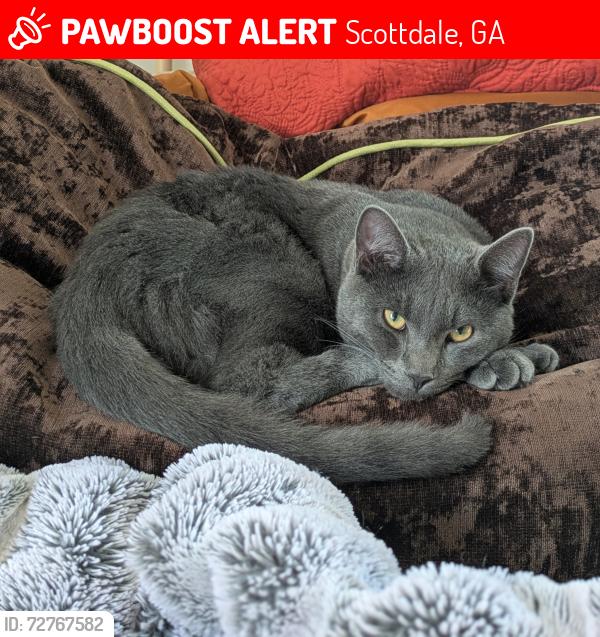 Lost Male Cat last seen Creighton Ave Culdesac, Scottdale, GA 30079