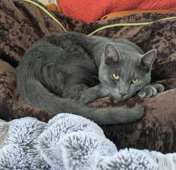 Lost Male Cat last seen Creighton Ave Culdesac, Scottdale, GA 30079
