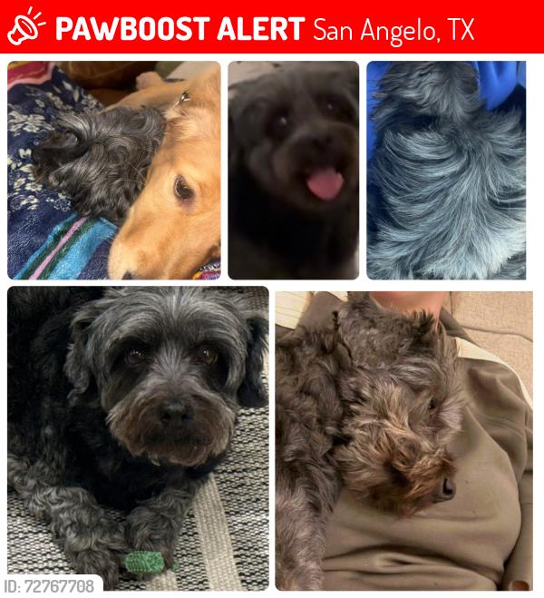 Lost Female Dog last seen South Jackson, San Angelo, TX 76903