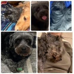 Lost Female Dog last seen South Jackson, San Angelo, TX 76903