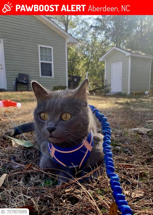 Lost Male Cat last seen Aberdeen apmt complex, Aberdeen, NC 28315