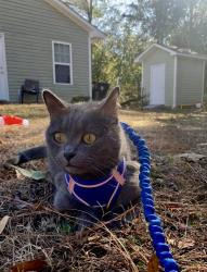 Lost Male Cat last seen Aberdeen apmt complex, Aberdeen, NC 28315