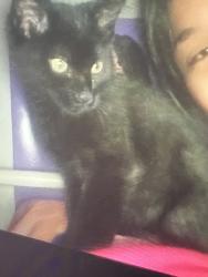 Lost Unknown Cat last seen Washington rd, East Point, GA 30344