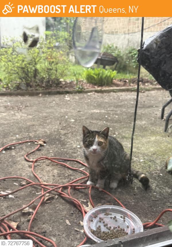 Found/Stray Unknown Cat last seen 23rd ave , Queens, NY 11103