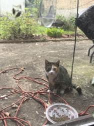 Found/Stray Unknown Cat last seen 23rd ave , Queens, NY 11103