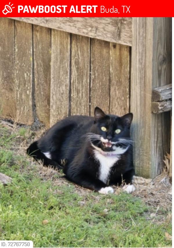 Lost Male Cat last seen Talley Loop, Buda, TX 78610