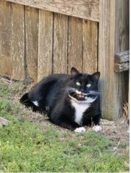 Lost Male Cat last seen Talley Loop, Buda, TX 78610