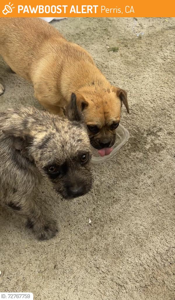 Found/Stray Male Dog last seen Winco , Perris, CA 92570
