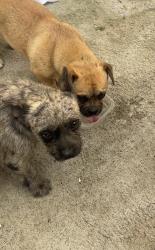 Found/Stray Male Dog last seen Winco , Perris, CA 92570
