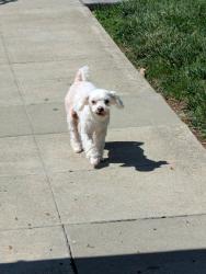 Found/Stray Female Dog last seen Corner of Dorothy Ave and Spencer Ave, San Jose, CA 95125