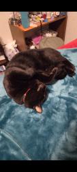 Lost Male Cat last seen Mustang golf course 