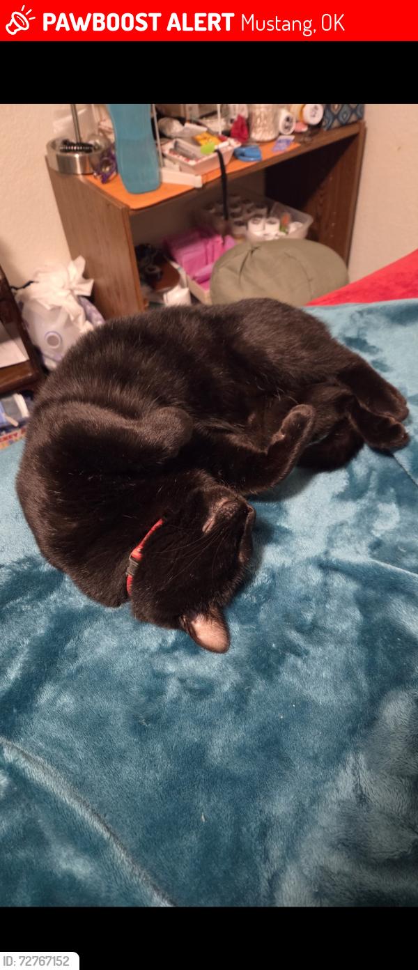 Lost Male Cat last seen Mustang golf course 