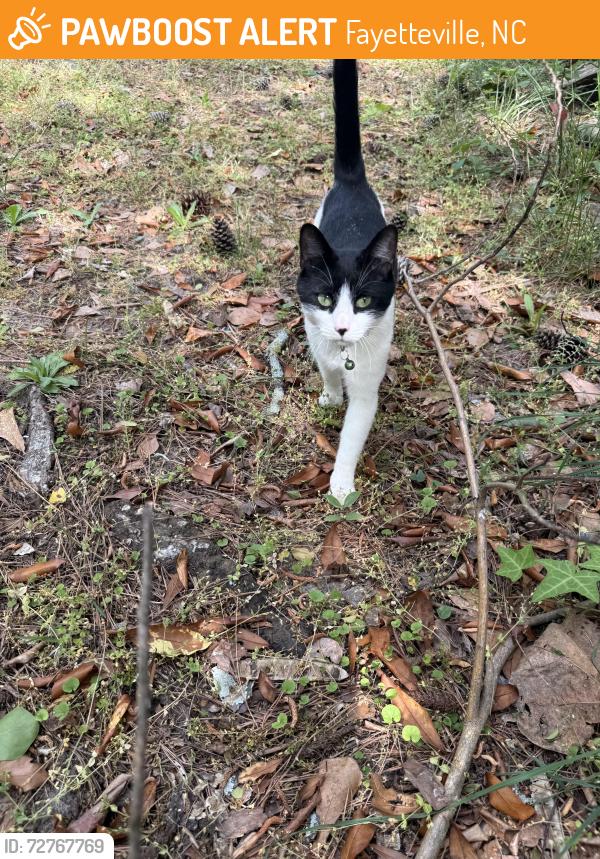 Found/Stray Unknown Cat last seen In my back lawn , Fayetteville, NC 28314