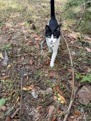 Found/Stray Unknown Cat last seen In my back lawn , Fayetteville, NC 28314