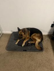 Lost Female Dog last seen Robert Frost Park and Ogden Nash Way, Foothill Farms, CA 95842