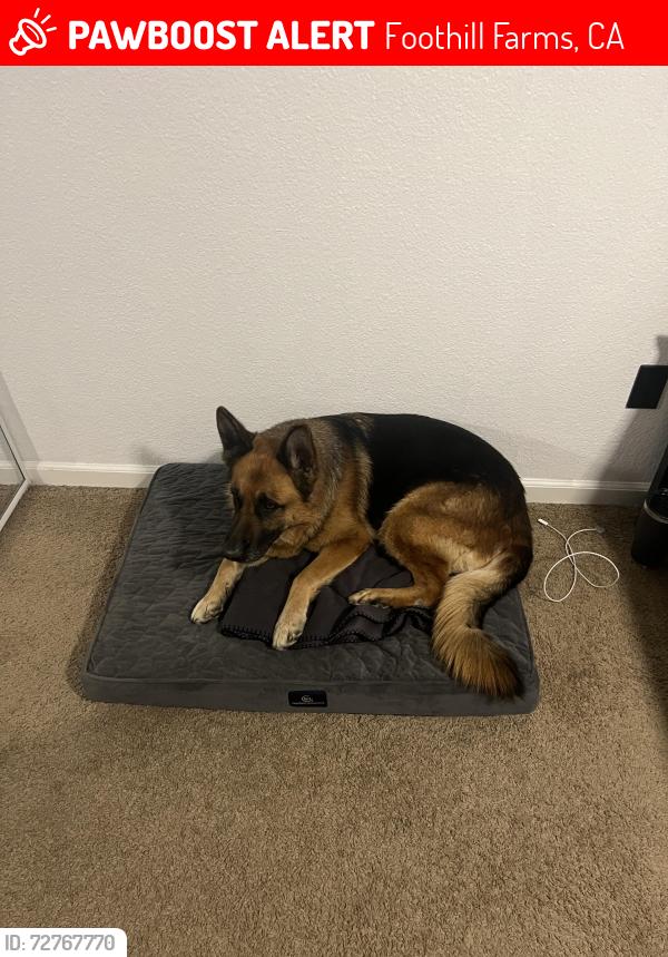 Lost Female Dog last seen Robert Frost Park and Ogden Nash Way, Foothill Farms, CA 95842