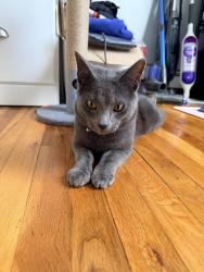 Found/Stray Male Cat last seen Westchester ave and Trinity Ave, The Bronx, NY 10455