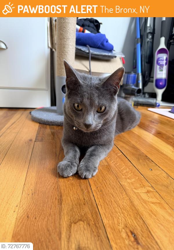 Found/Stray Male Cat last seen Westchester ave and Trinity Ave, The Bronx, NY 10455