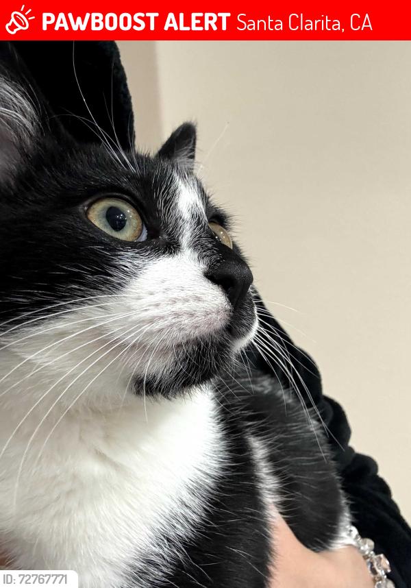 Lost Male Cat last seen Whippoorwill Place and Rainbow Glen Dr., Santa Clarita, CA 91351