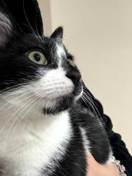Lost Male Cat last seen Whippoorwill Place and Rainbow Glen Dr., Santa Clarita, CA 91351
