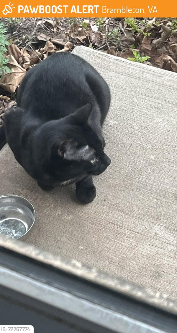 Found/Stray Unknown Cat last seen Brambleton , Olympia Dr, Brambleton, VA 20148