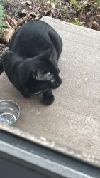 Found/Stray Unknown Cat last seen Brambleton , Olympia Dr, Brambleton, VA 20148
