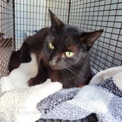 Shelter Stray Female Cat last seen , San Antonio, TX 78227