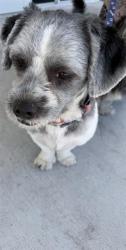 Shelter Stray Male Dog last seen VICINITY OF: 9674 NW 10 AVE, Doral, FL 33122