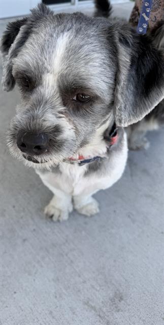 Shelter Stray Male Dog last seen VICINITY OF: 9674 NW 10 AVE, Doral, FL 33122