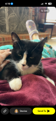 Lost Female Cat last seen Blue ridge Electric Cooperative , Pickens, SC 29671
