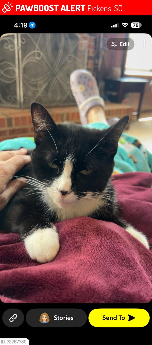 Lost Female Cat last seen Blue ridge Electric Cooperative , Pickens, SC 29671