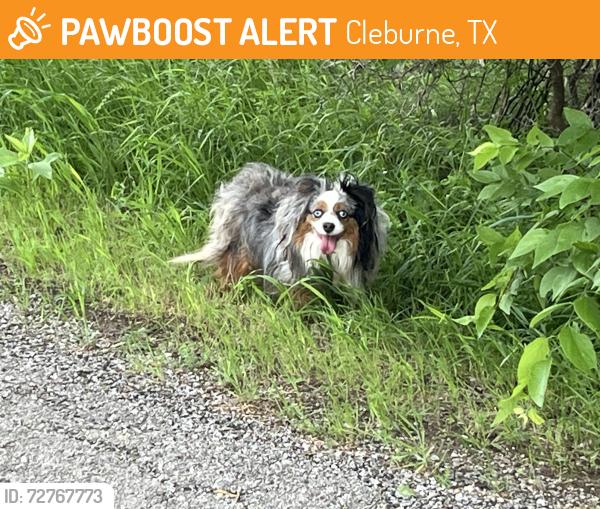 Found/Stray Unknown Dog last seen close to Hix road, Cleburne, TX 76031