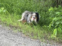 Found/Stray Unknown Dog last seen close to Hix road, Cleburne, TX 76031