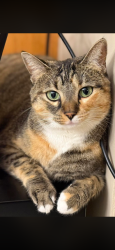 Lost Female Cat last seen WEST BLVD  AND CARLISLE AVE, Belleville, IL 62221