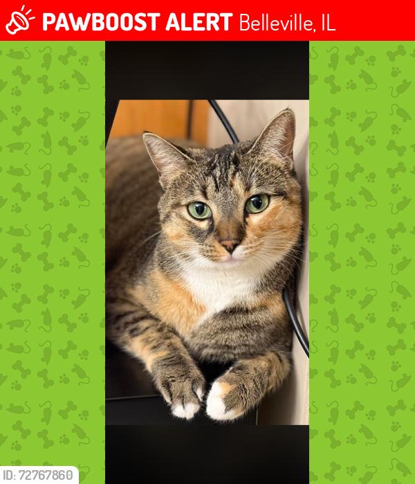 Lost Female Cat last seen WEST BLVD  AND CARLISLE AVE, Belleville, IL 62221