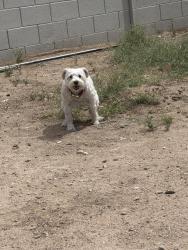 Found/Stray Unknown Dog last seen E Chicago & south lamb blvd, Las Vegas, NV 89104