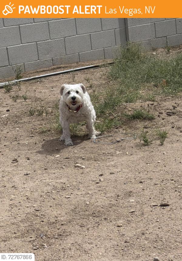 Found/Stray Unknown Dog last seen E Chicago & south lamb blvd, Las Vegas, NV 89104