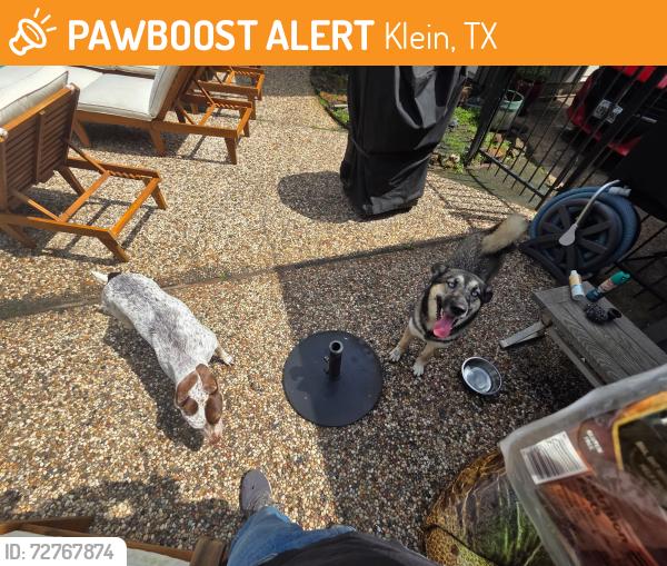 Found/Stray Female Dog last seen Champion Forest, Klein, TX 77379
