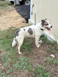 Found/Stray Male Dog last seen Crestline, Pleasanton, TX 78064