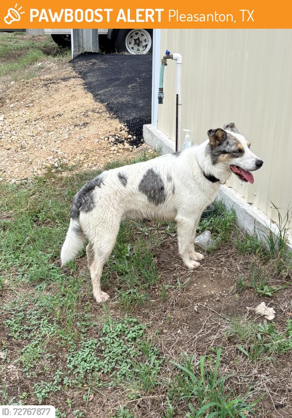 Found/Stray Male Dog last seen Crestline, Pleasanton, TX 78064