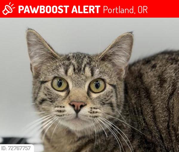 Lost Female Cat last seen 143rd Division, Portland, OR 97233
