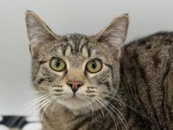 Lost Female Cat last seen 143rd Division, Portland, OR 97233